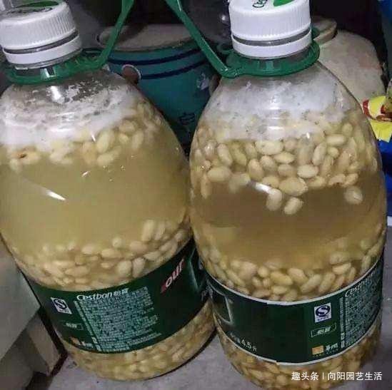 废水|家庭养吊兰,用“生活废水”浇,疏松土壤增加养分,吊兰长的旺