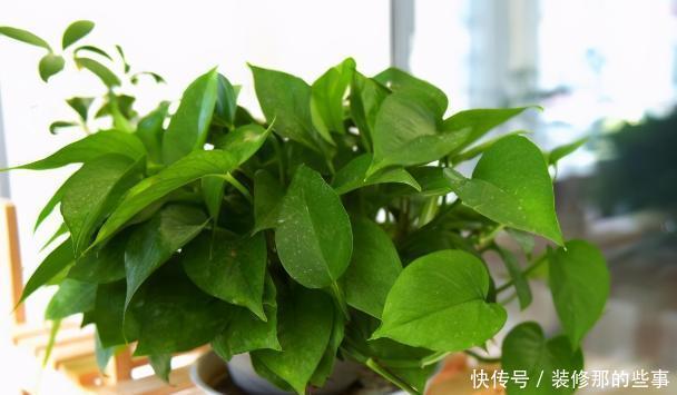 搜集的干松针,养花该怎么处理,如何用?