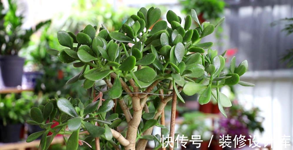 秋天|秋天玉树生长进入“快车道”，掌握几个要点，长势旺盛叶片肥厚