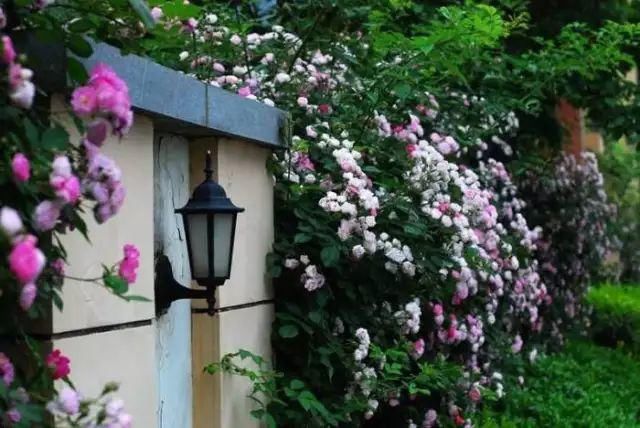 这几种花，种对了是花墙, 种错了只是篱笆