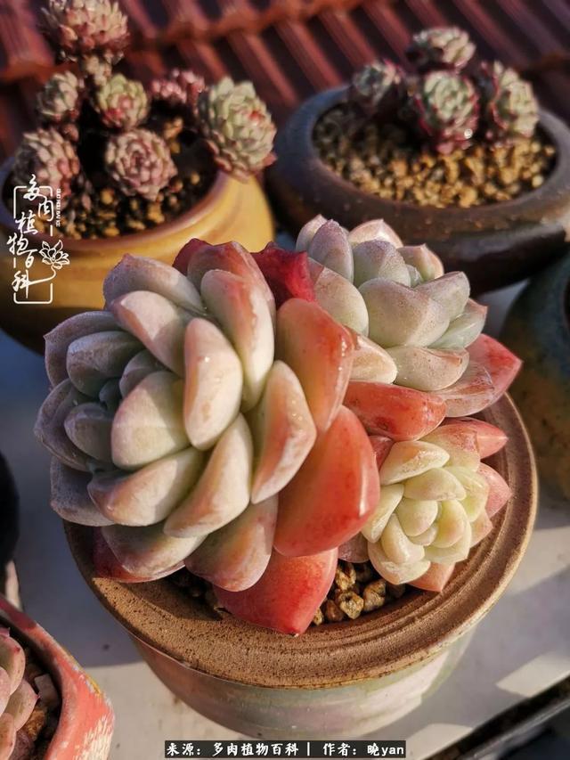 养多肉近四年,一路的走来,阳光总在风雨后!