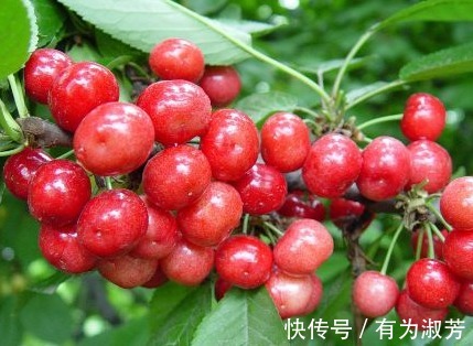 猕猴桃|女人年纪大,最怕老!常食此类水果,可美容养颜、抗衰老