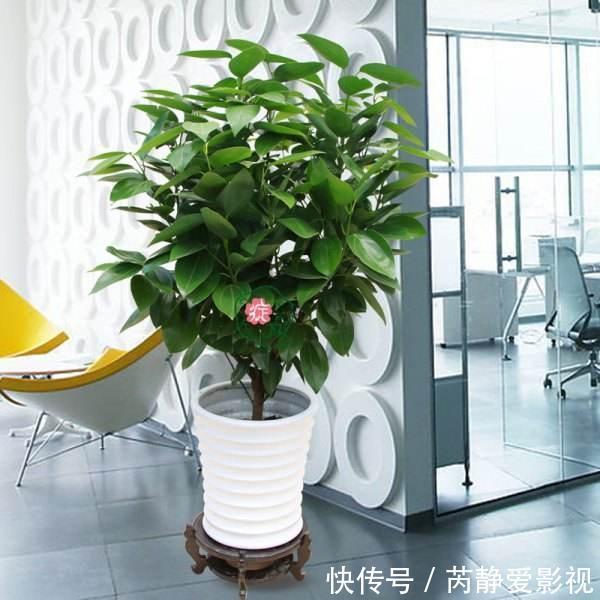 4种贵气花,个个富贵吉祥,再不喜欢也要养一盆