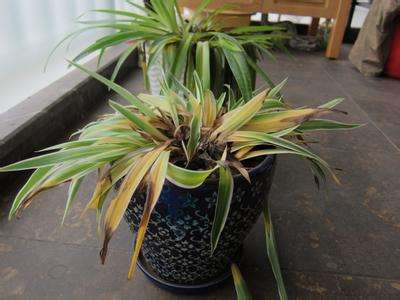 夏天养花有“4怕”，学会避开，花儿枝繁叶茂，开花旺