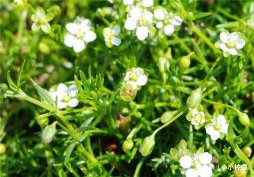 增强体质|立秋过后,适合常吃3种食物,润肠通便,排毒抗衰,增强体质