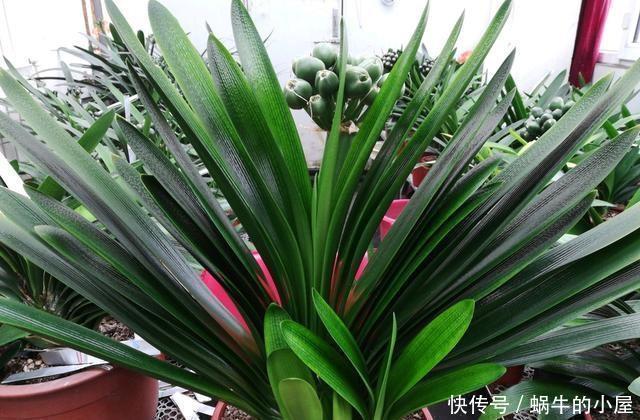 秋天|秋天养君子兰，牢记3多1少，60天冒出长剑叶，入冬花朵鲜艳
