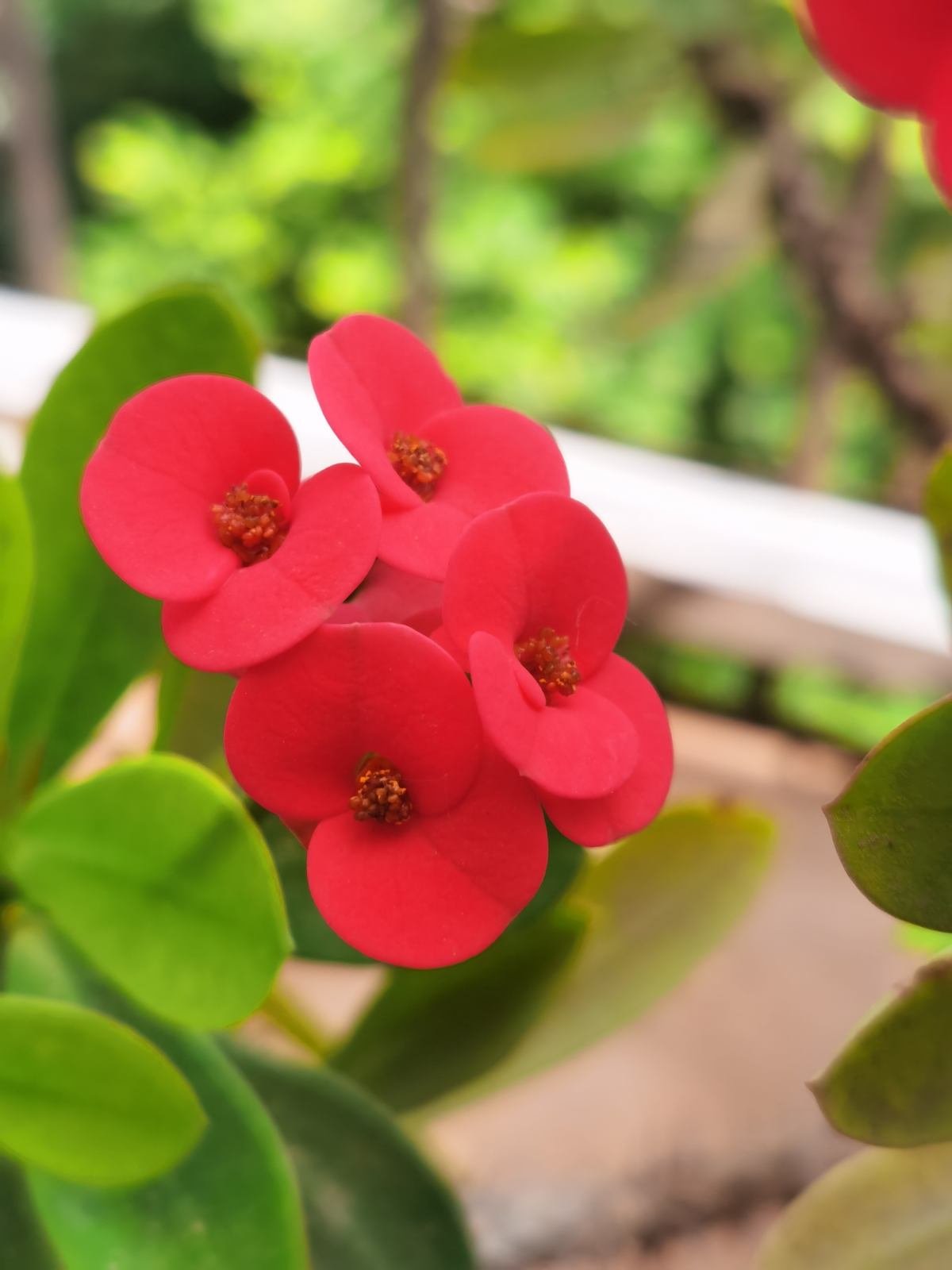 五色梅五色梅|5种花，屋子里只需养一种，一年能开花9个月，真怕把它“累死”
