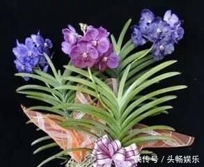 这6种“兰花”，价格便宜好管理，开花如瀑布般美丽，值得入手