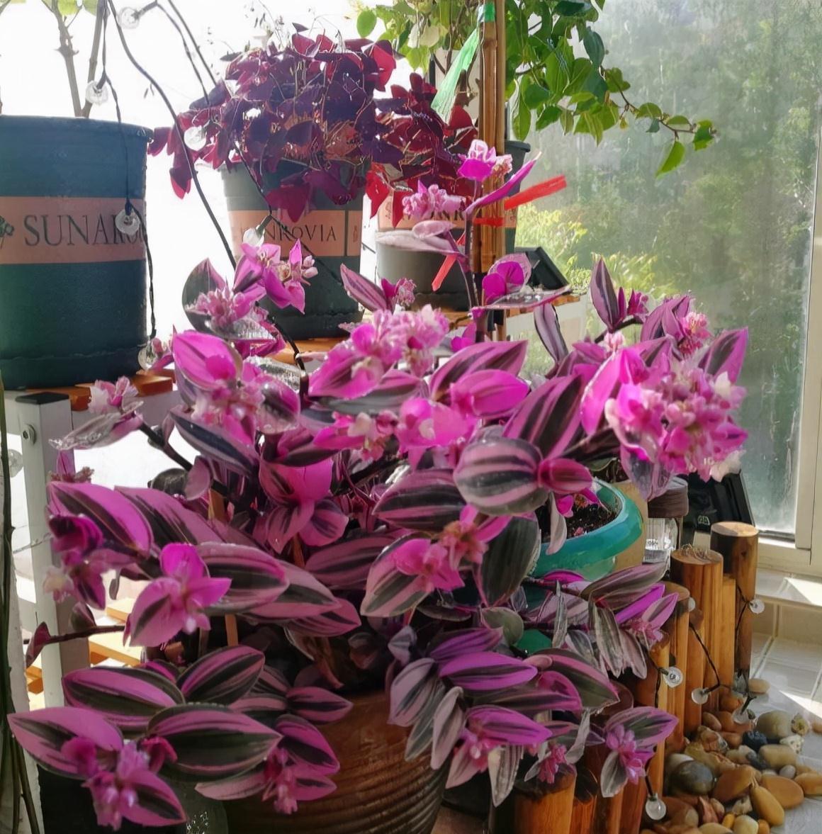 9种漂亮花,现在扦插“正当时”,喜欢别错过