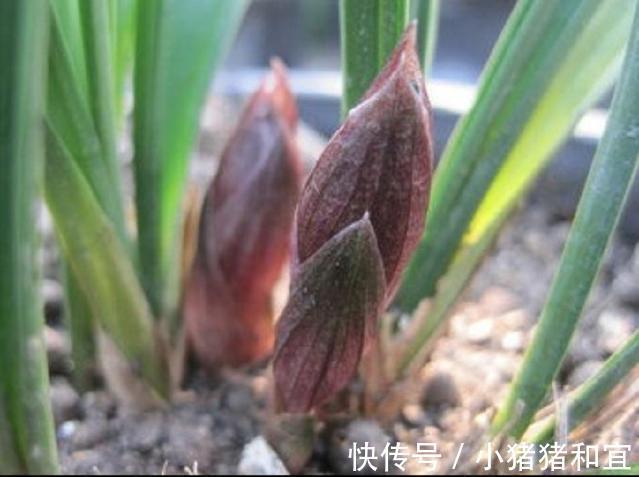 花葶|兰花为什么不开花清楚兰花叶芽和花芽的发育过程,开花爆盆