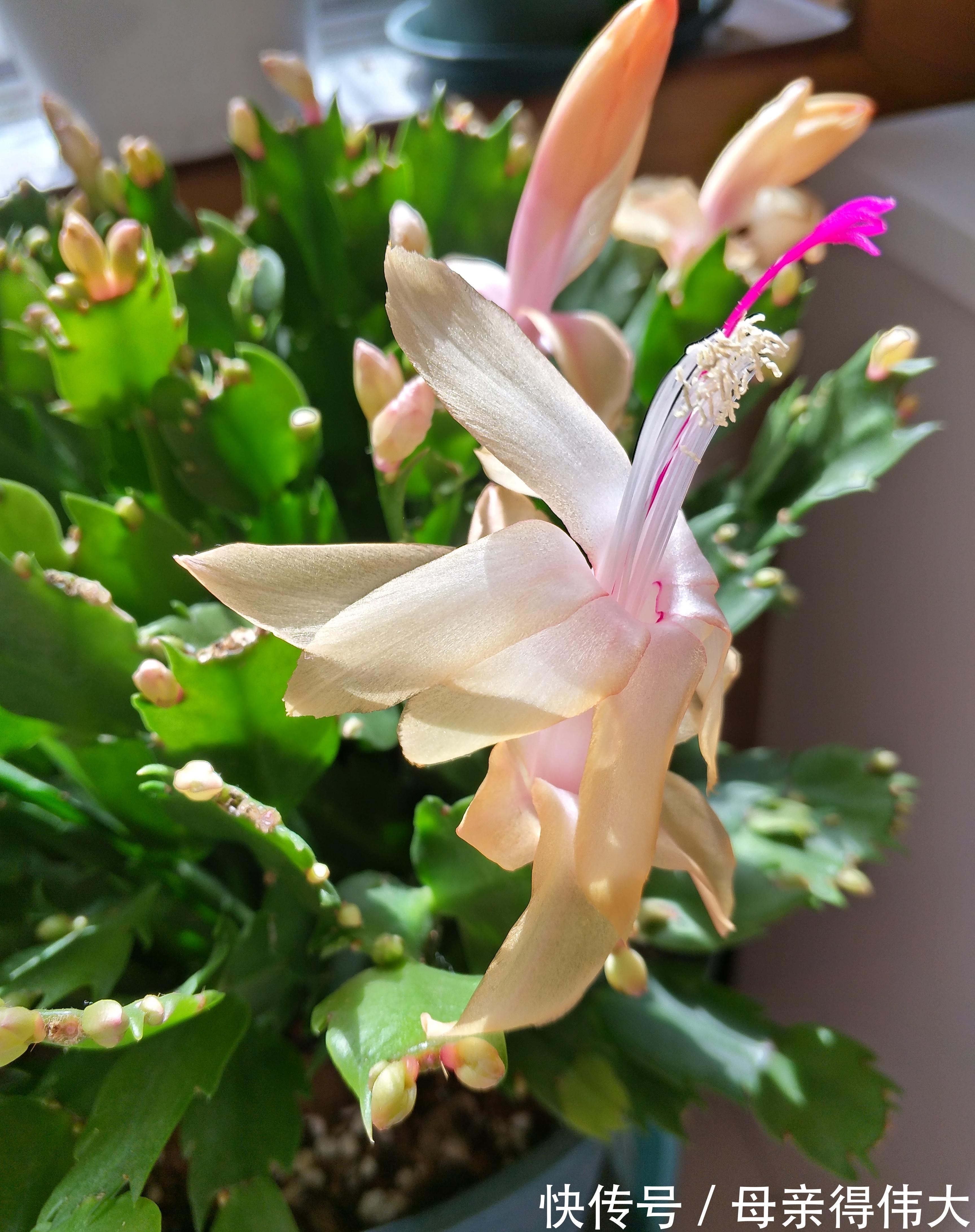 蟹爪兰花后叶片软软的,做好这四点养护,恢复快,还能二次开花