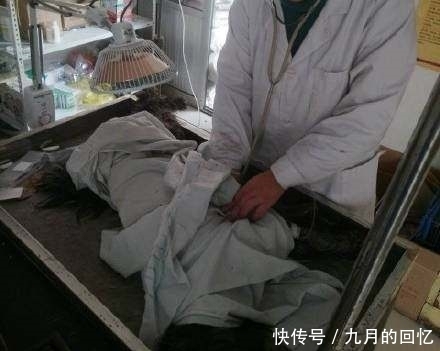 狗狗躺在地上奄奄一息,路过的人都视若无