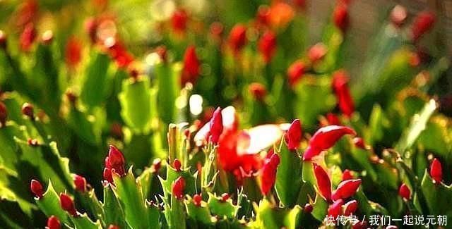 晒伤|给蟹爪兰“晒太阳”,注意“1点”,新芽多,颜色深,开花就爆盆