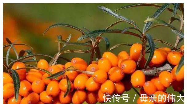 枸杞|7岁男孩脾衰竭,“伤脾胃推手”揪出,医生:这东西不能天天吃