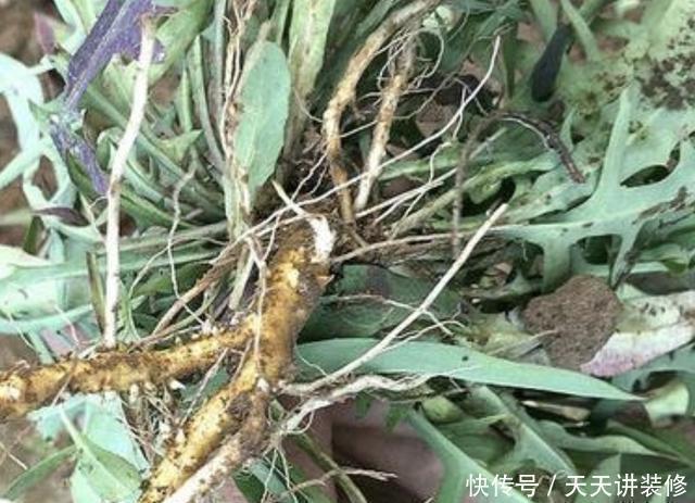 常用中草药手册|生长在路边、田边,人称“剪刀股”,以往被当成野草,如今不好买