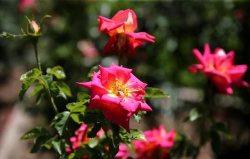  月季|月季需要嫁接吗？嫁接有哪些优势？用什么做砧木嫁接成活率更高？