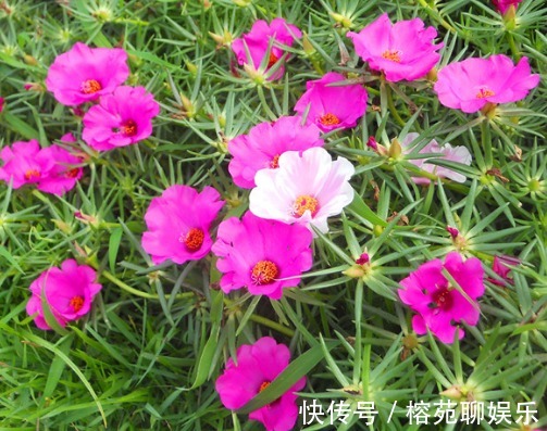 懒人|懒人都养不死的几朵花,娇憨可爱,好看好养活,次次开花爆盆