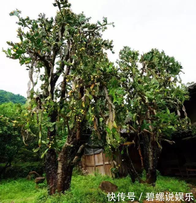 花花|20年的兰花，100年的仙人掌长什么样开眼了！