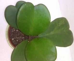 适合养在家里的“懒人植物”,新手、忙人、懒人都能轻松养爆盆