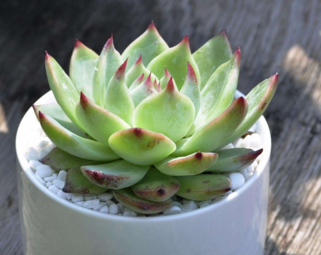 四季|多肉植物四季浇水有技巧，掌握好以下3点，多肉植物生长更加旺盛
