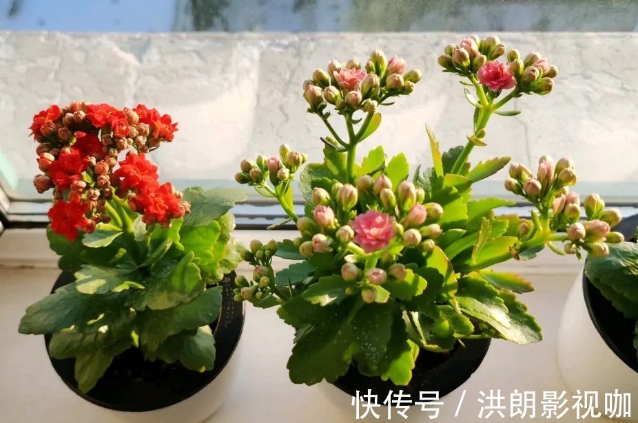 花友们|长寿花“装菜”不打花苞注意这“三点”,花苞呼呼冒花儿满枝头