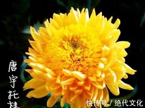 长花梗|珍稀品菊“唐宇托桂”，似金凤展翅，金光灿灿，实属养花首选