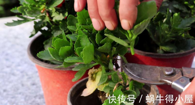 修枝|养花什么时候动手修枝好?遇上这3种情况,早下手早受益