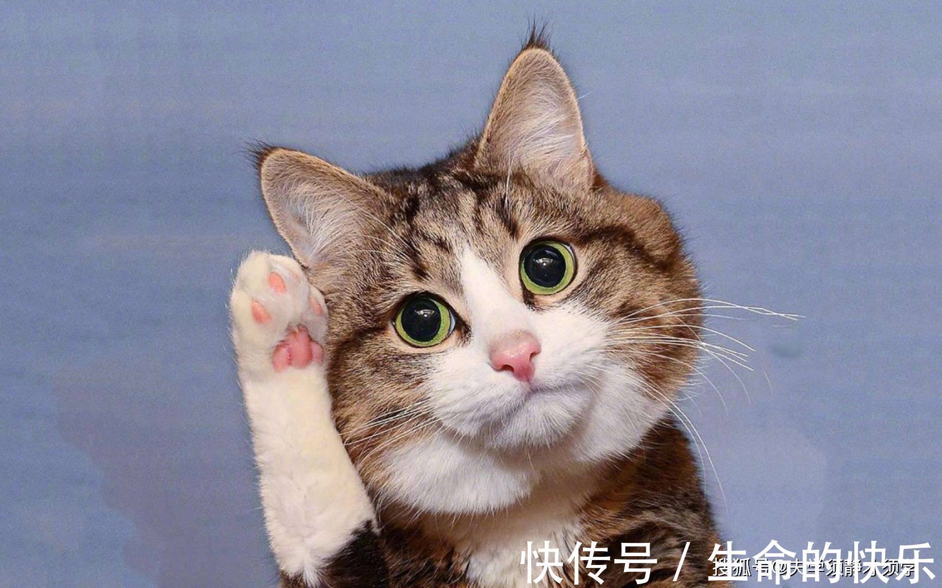 |幽默笑话:突然接到一个电话,女友对我喊道:咱们分手吧!