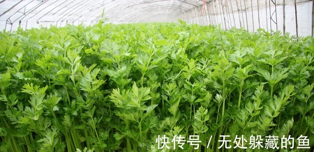 农村腌菜的老方法，一次腌10斤都不够吃，酸甜脆爽比辣椒开胃！