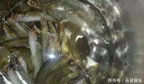 肉质|山涧溪流的这种鱼，肉质比河里的鱼鲜嫩，用来煮汤非常美味！
