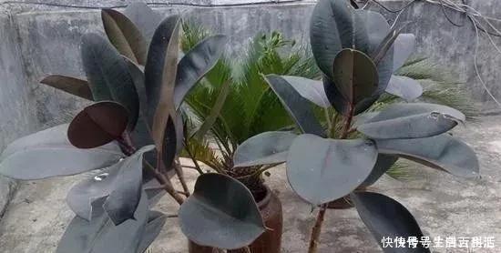 茉莉花|7种爱“喝醋”的花草,浇水时加点“醋”,根壮叶绿、不怕黄叶