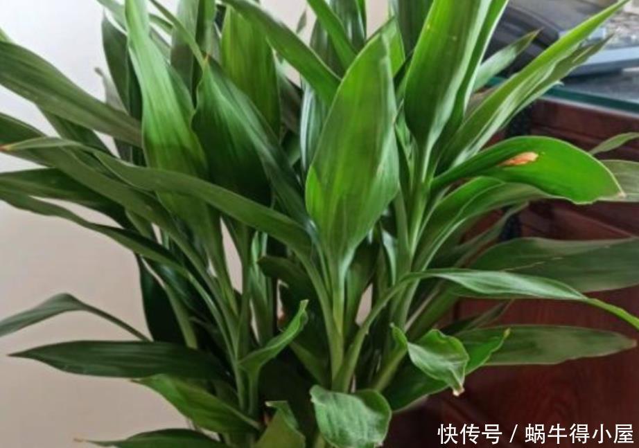 春天水养富贵竹,黄叶不要放“铁钉”,解决黄叶问题只需简单三步