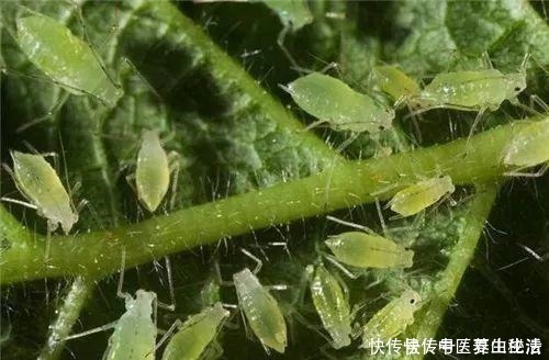 枝条|家庭月季花“剪枝”有窍门,定期修剪枝条,开花才会越开越多!