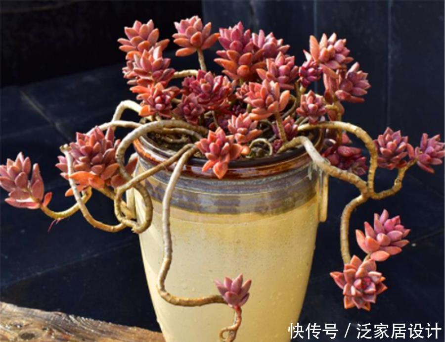 多肉|5种最漂亮的多肉老桩,色彩绚丽造型美,第5种号称“老桩之王”