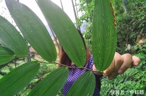 农村|农村山坡下一种野草,城里卖到25元一斤,煲汤最佳材料之一!