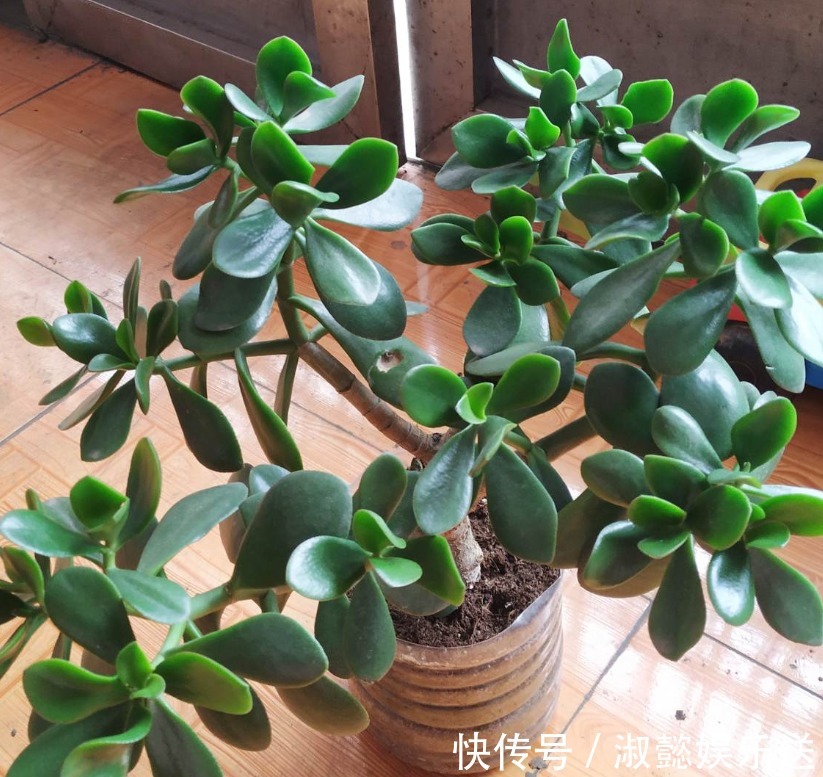 耐旱|好花都是浇死的,10种常见花,浇水别太勤快!