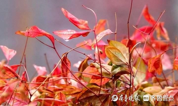 好雨知时节，济南雨雾朦胧，美如江南