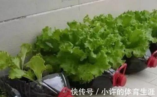 奶粉罐不要扔,拿来养花,比花盆还好看