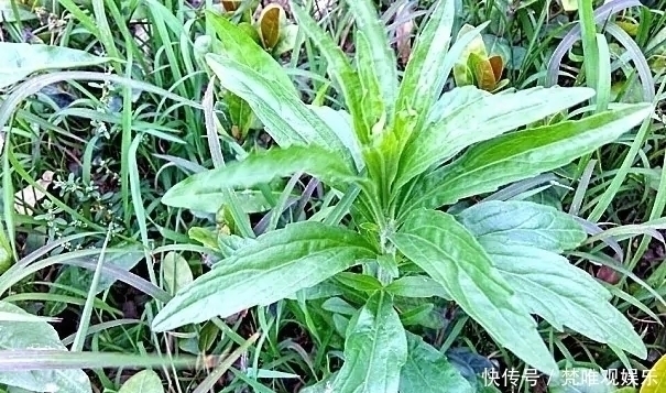  中草药|农村一种野草，农民很讨厌，却是极品中草药，止血效果非常好