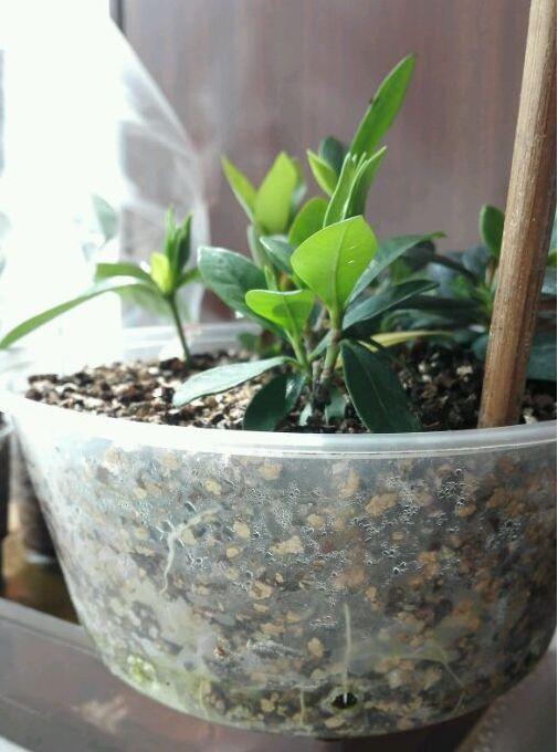 养花技巧学会这种扦插法,插什么活什么,太简单了!