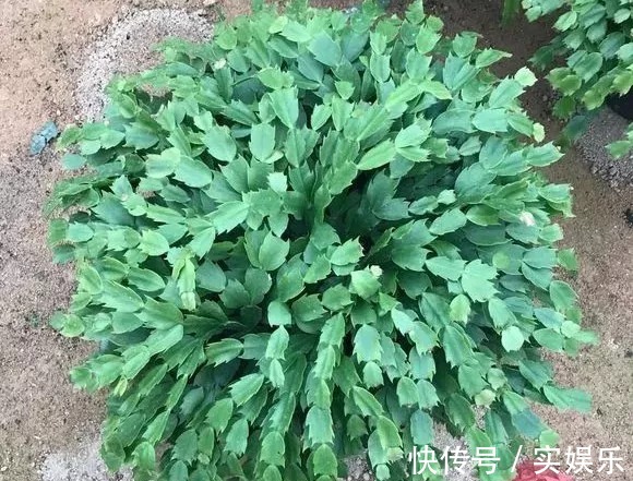 花苞|蟹爪兰长出这种叶子，立马掰掉它，嗖嗖冒花苞！