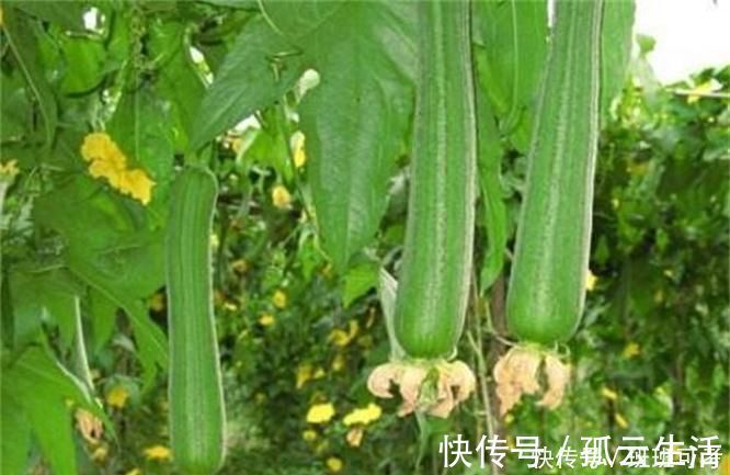 排毒养颜|女性想要身体好常吃四种食物,排毒养颜、滋润肌肤,早吃早健康