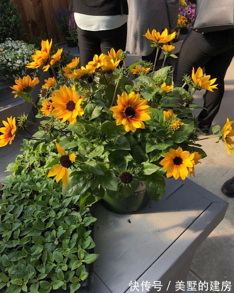 品种|懂花的人,钟爱4种花,开花容易爆,简单好打理