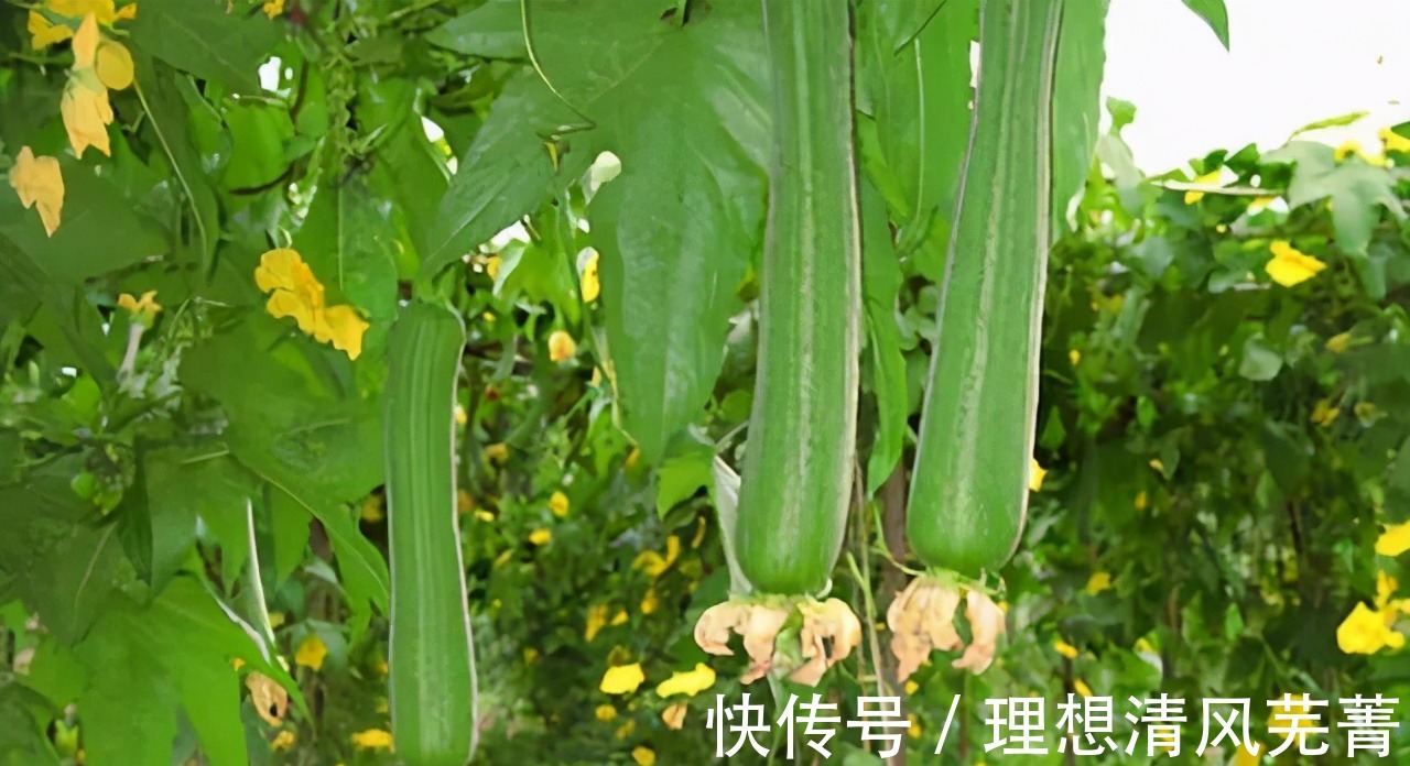 口水鸡|临近“三伏天”,不管有钱没钱,得吃这3样菜,应季而食平安入伏!
