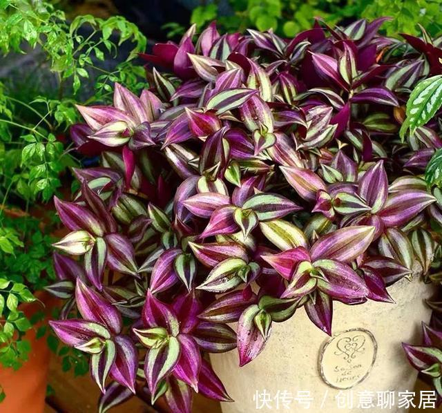 插土就能活!大半个月不用浇水,繁殖掐枝就能活,适合懒人