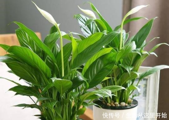 4种药片过期了也不能扔,拿来养花,既能增添营养又能杀菌消毒!