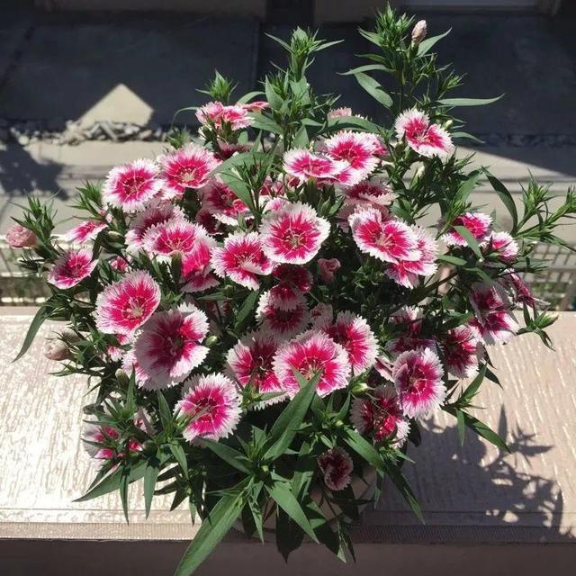 成为养花高手，记得别做“3件”错事，几乎啥花都能养“爆盆”