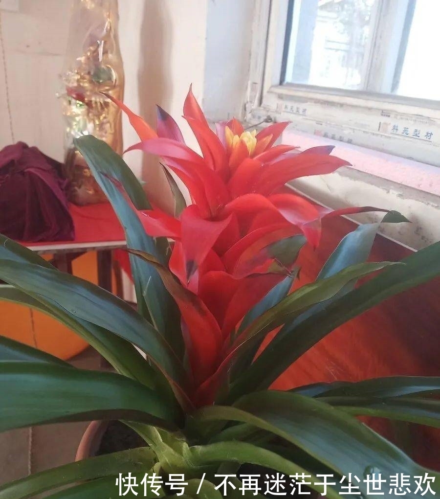 客厅花草别乱养,过年摆上这6种,添喜又添吉
