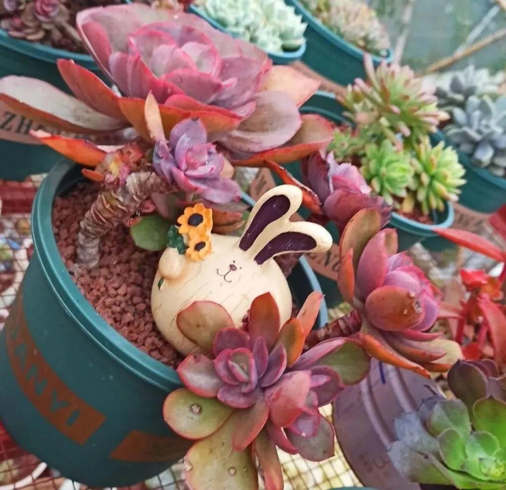 拼盘|多肉养在大盆里,就是豪横霸气,棵棵大得像白菜
