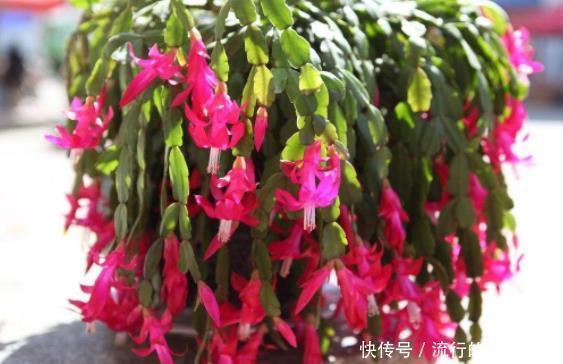 蟹爪兰叶片蔫了不恢复?及时“亡羊补牢”还不晚,但要掌握好技巧